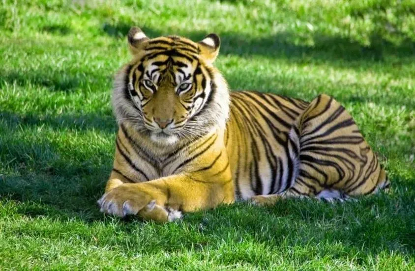 Co by było, gdyby tygrysy mogły wybrać swoją obsadę filmową?