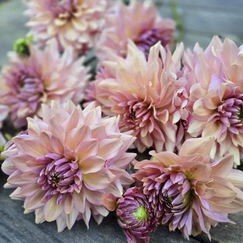 Kiedy zagości Belle Époque w naszych domach?