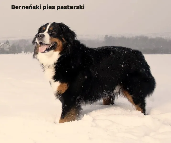 Pies, który wrócił do domu — niezwykła historia w serwisie Netflix