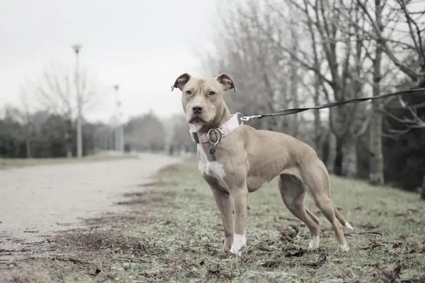 Premiera filmu Pitbull